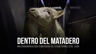 Dentro del matadero: investigación en mataderos del Estado español.