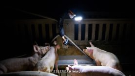 Dentro gli allevamenti intensivi con Essere Animali e Tras Los Muros