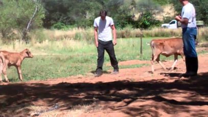 Douglas + Linus, rescued male dairy calves, enjoy new pastur