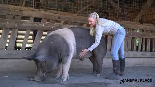 From Petting Zoo to Sanctuary: Mishka