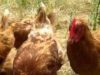 Hens from egg farm rescued by Animal Place, ready for new ho