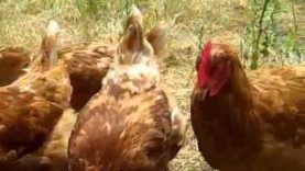 Hens from egg farm rescued by Animal Place, ready for new ho