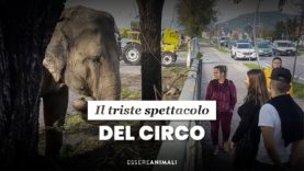 Il triste spettacolo del circo – Essere Animali