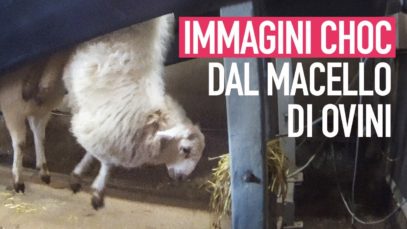 Immagini CHOC, pecore decapitate in un macello inglese