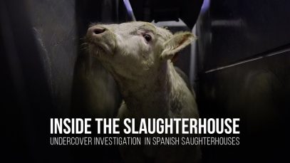 Inside the slaughterhouse. Undercover investigation in spanish slaughterhouses.