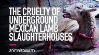 INVESTIGATION: Animal Equality Uncovers Horror of Mexican Backyard Lamb Slaughterhouses