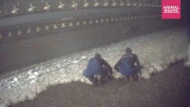 Kippen mishandeld tijdens vangen