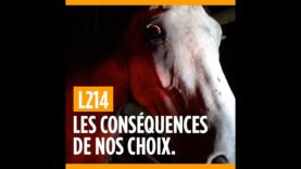 Les animaux souffrent