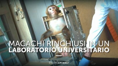 Macachi rinchiusi in un Laboratorio Universitario - Essere Animali