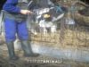 Macchine da Latte: maltrattamenti e violenze su vitelli e mucche - Essere Animali