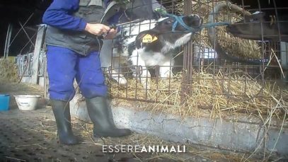Macchine da Latte: maltrattamenti e violenze su vitelli e mucche – Essere Animali