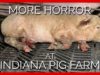 More Horror at Indiana Pig Farm