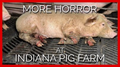 More Horror at Indiana Pig Farm