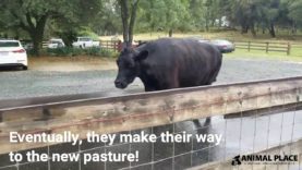 Moving Cows to New Pasture