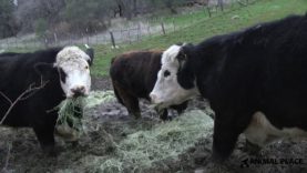 Rescued Cows Get Grass Hay
