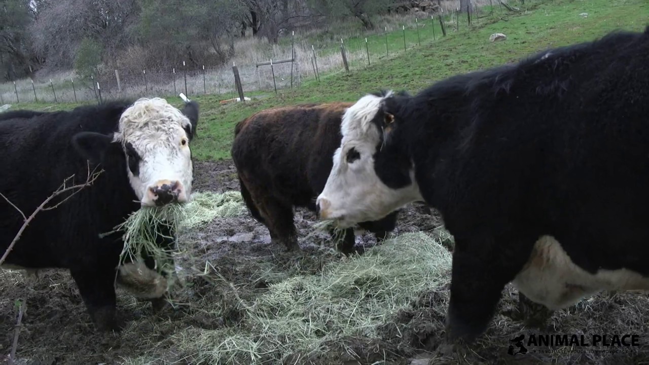 Rescued Cows Get Grass Hay | Laverabestia.org