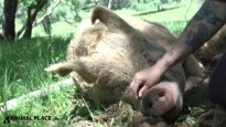Rescued Pig Brian Saved from Slaughter