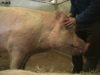 Rescued Pig Cleo Loves Getting Her Ears Cleaned!