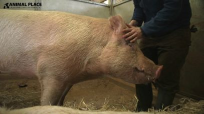 Rescued Pig Cleo Loves Getting Her Ears Cleaned!