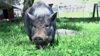 Rescued Pig Roams and Grazes on Grass