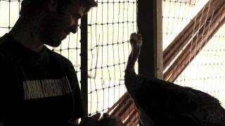 Rescued Turkeys Slated for Slaughter Now At Sanctuary