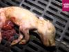 Schokkende beelden tonen het dierenleed achter de productie van varkensvlees(undercoverbeelden)