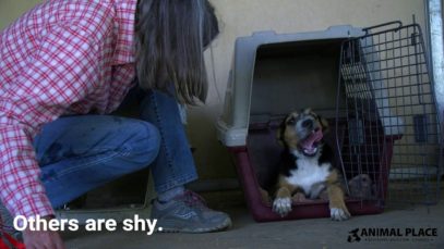 Street to Sanctuary: Adoptable Dogs