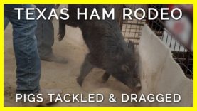 Terrified Pigs Slapped, Tackled, & Dragged in Texas Ham Rodeo