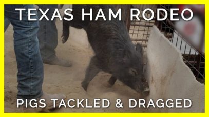 Terrified Pigs Slapped, Tackled, & Dragged in Texas Ham Rodeo