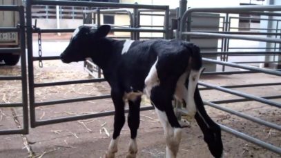 The Dairy Truth
