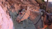 The Suffering Continues: Ban Donkey Rides on Santorini!