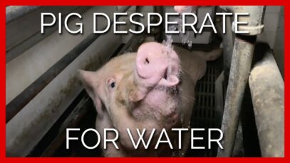 This Pig Was Desperate for Water