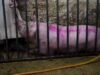 Un cerdo es arrastrado vivo mediante un garfio clavado a su carganta en un matadero (Estado español)