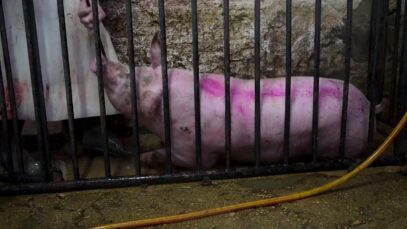 Un cerdo es arrastrado vivo mediante un garfio clavado a su carganta en un matadero (Estado español)