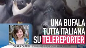 “Una bufala tutta italiana” su Telereporter