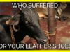 Who Suffered For Your Leather Shoes?
