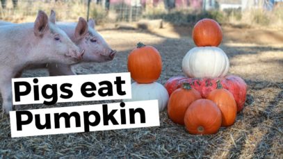 30 Seconds of Piglets Eating Pumpkin