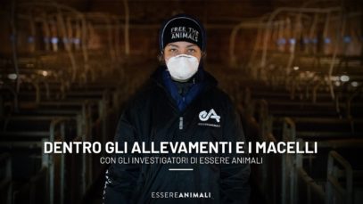 Dentro gli allevamenti e i macelli con gli investigatori di Essere Animali