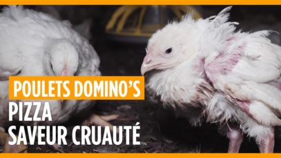 Domino’s : engagez-vous contre les pires conditions d’élevage et d’abattage des poulets !