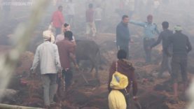 EXCLUSIVE: Animal Equality Investigates the Gadhimai Festival