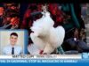 Festival di Gadhimai, l’intervista di Matteo Cupi a Telereporter