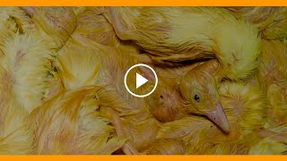 Foie gras médaille d’or 2019 : des milliers de canetons jetés vivants à la poubelle