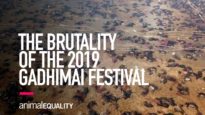 INVESTIGATION: The Brutality of the 2019 Gadhimai Festival