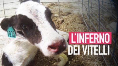 L’inferno dei vitelli negli allevamenti