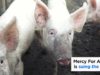 Mercy For Animals is Suing the USDA (2019)