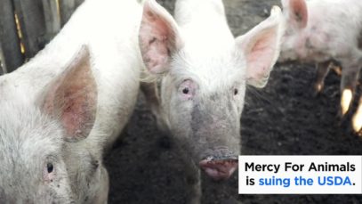 Mercy For Animals is Suing the USDA (2019)