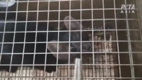 PETA Exposes Russian Fur Farm Horrors: Screaming Chinchillas, Rabbits' Heads Sawed Off, and More