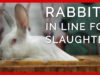 Rabbits Wait for Their Turn to Be Slaughtered for Fur