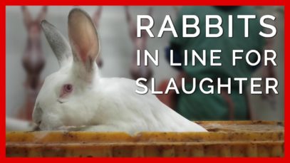Rabbits Wait for Their Turn to Be Slaughtered for Fur