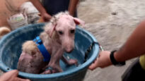 PETA-Asia-PETA_s-Saving-Animals-From-Taal-Volcano-Every-Day-_EdQE3K8TZ4g-1280×720-0m28s_
